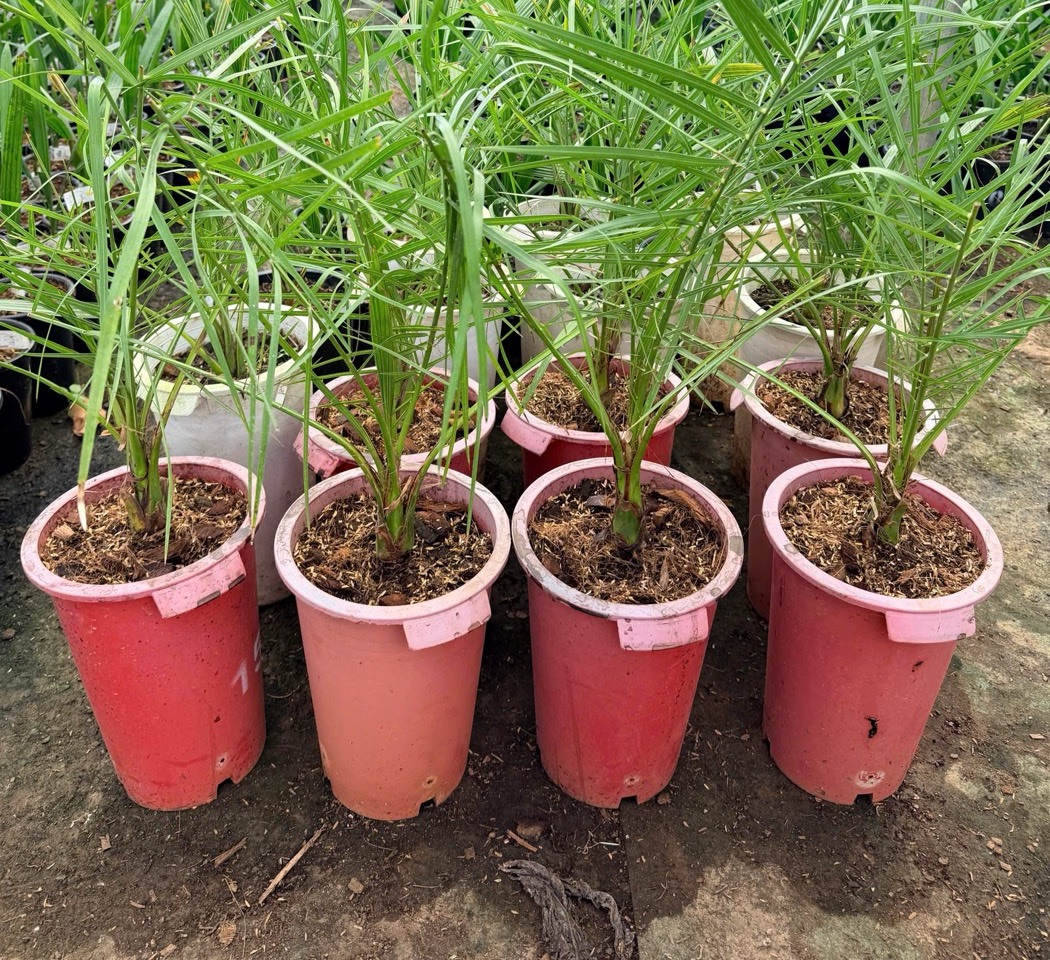 Những cây chà là con trong chậu màu hồng