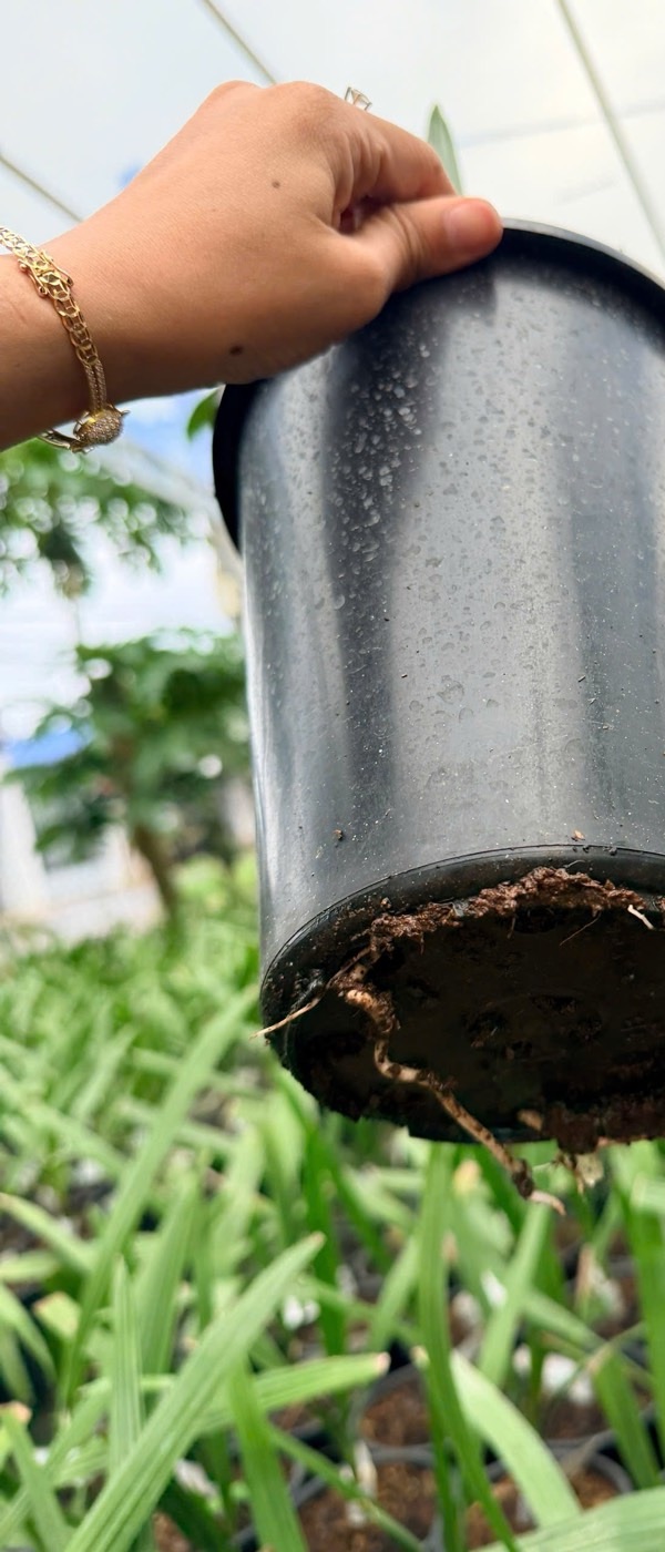 Tay nhấc một chậu cây lên để xem bộ rễ